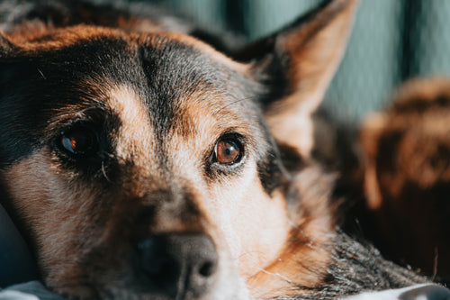 Pawvera